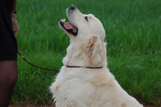 seven's dream Diamond dust