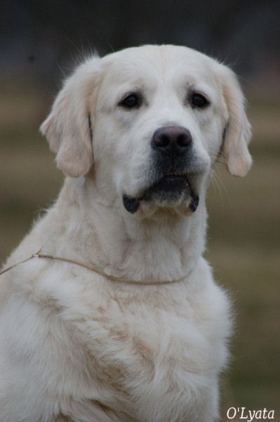 seven's dream Diamond dust