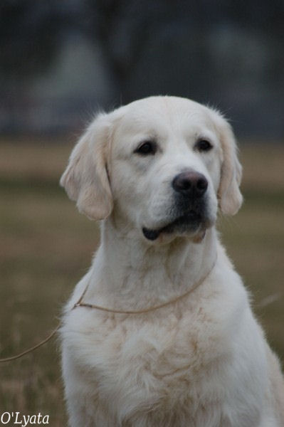 seven's dream Diamond dust