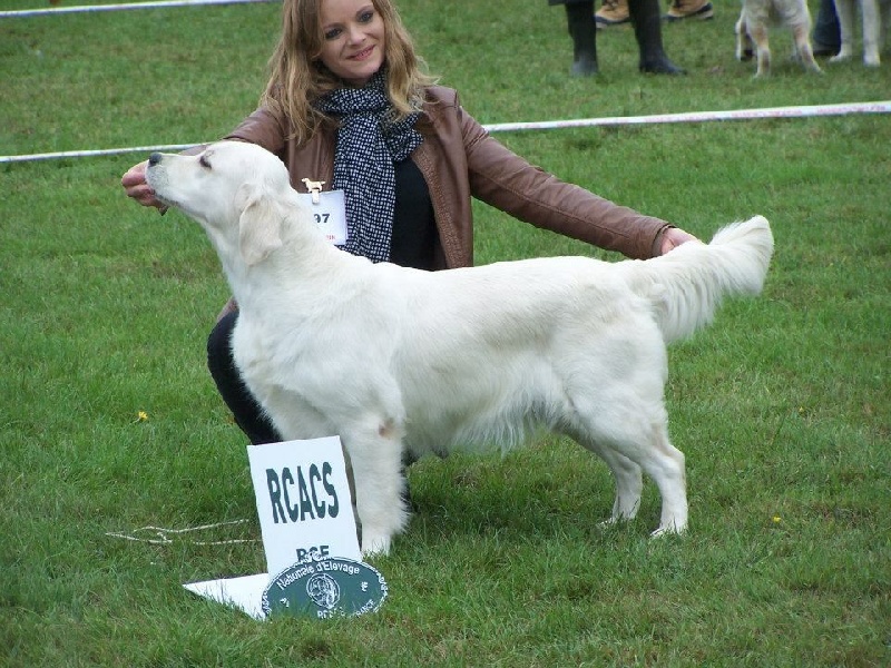 seven's dream For me, formidable - RCACS