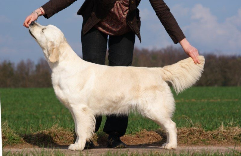 Ashbury Edition limitée - RCACS