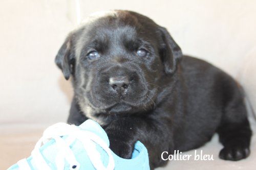 Magnifiques chiots labrador LOF Labrador Retriever