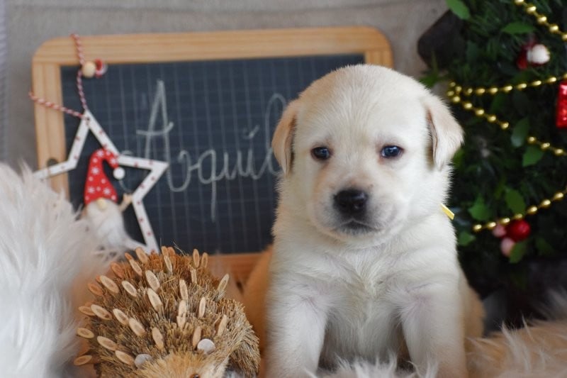 Labrador Retriever - Des bories de yakoubia