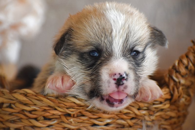 Chiot Welsh Corgi Pembroke