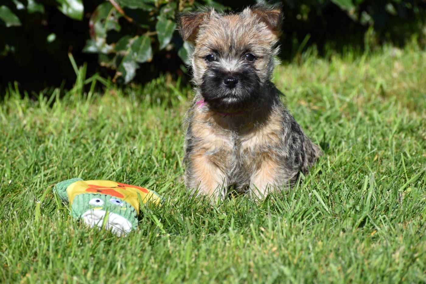 Cairn Terrier - Des bories de yakoubia