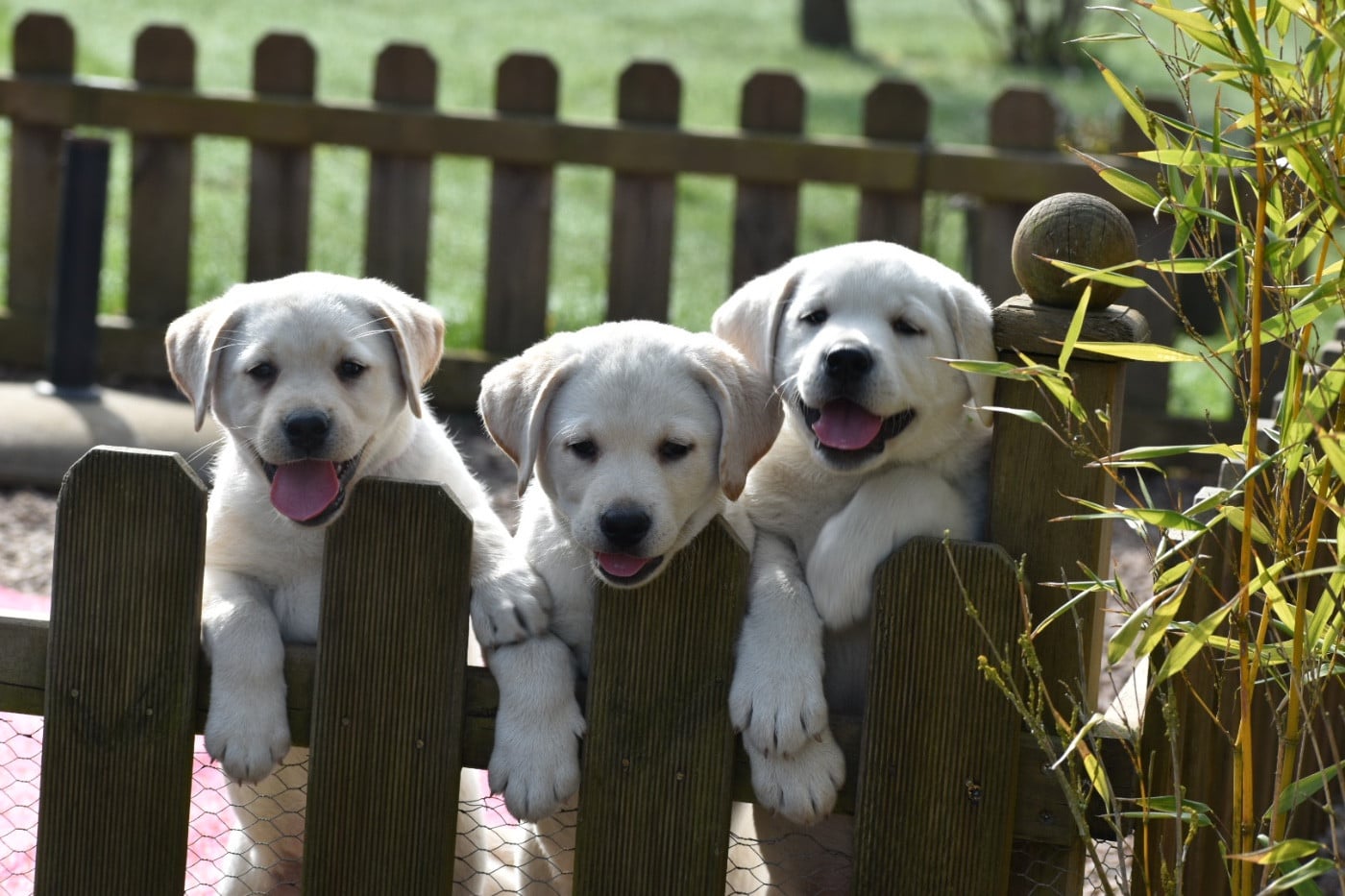 Labrador Retriever - Des bories de yakoubia