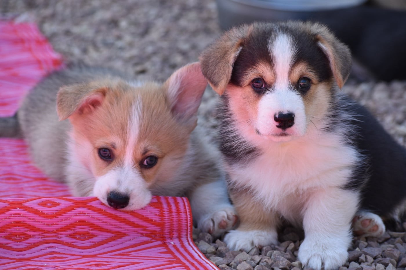 Welsh Corgi Pembroke - Des bories de yakoubia