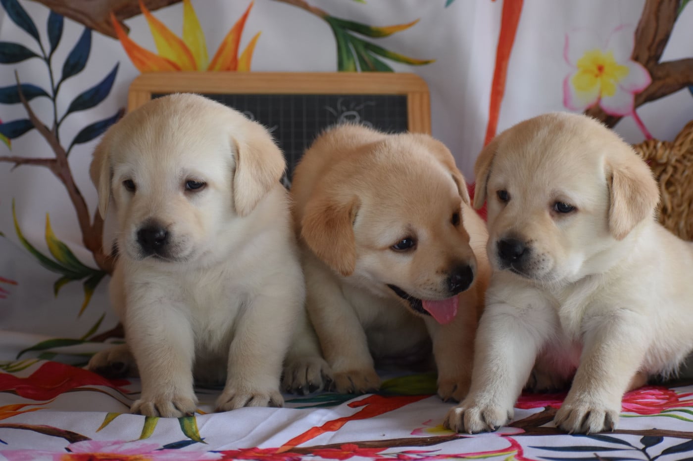 Labrador Retriever - Des bories de yakoubia