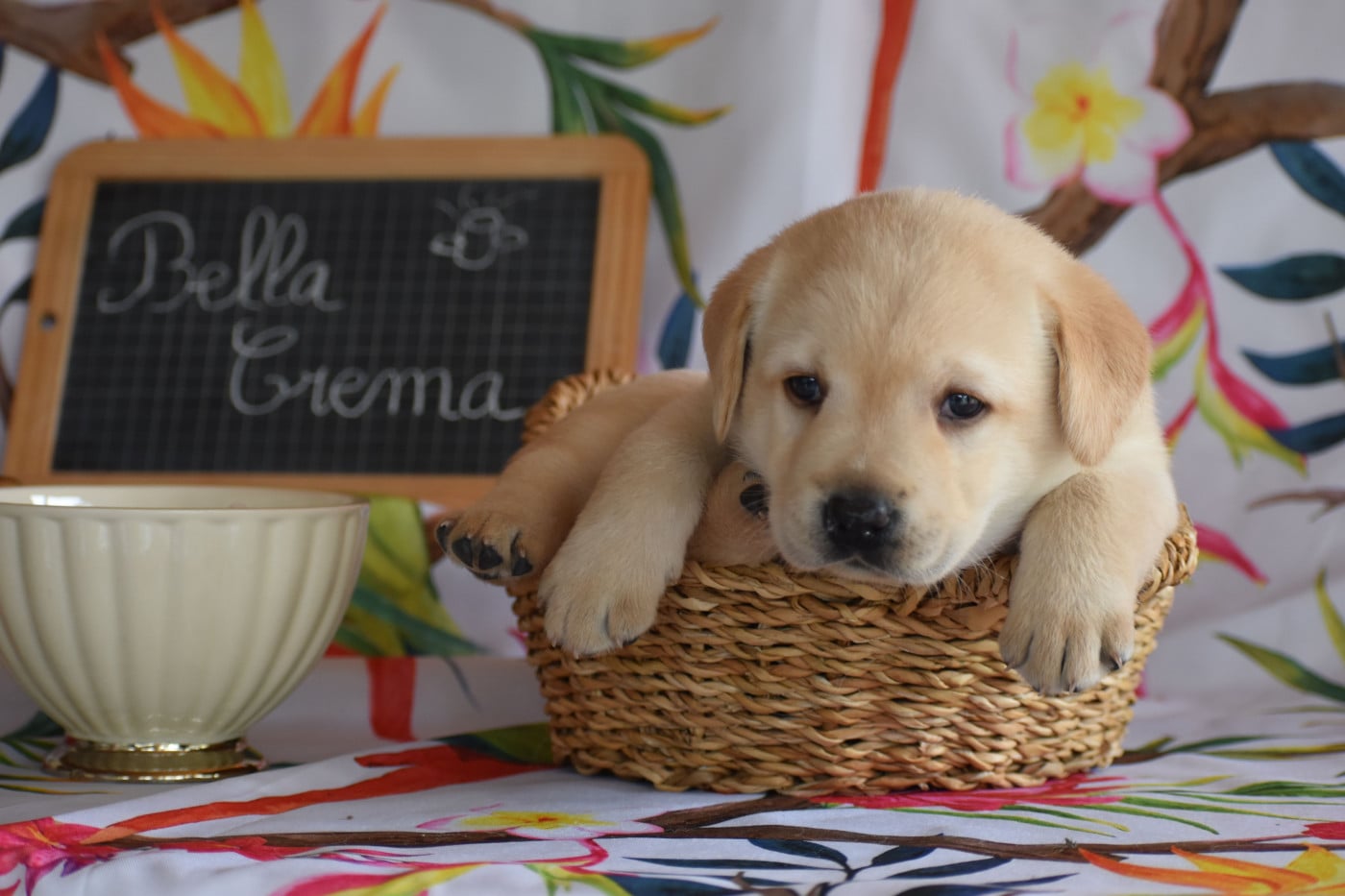 BELLEA CREMA