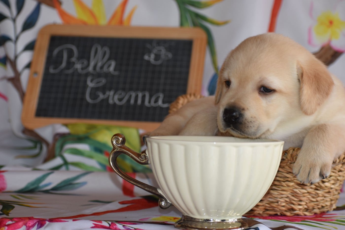 BELLEA CREMA