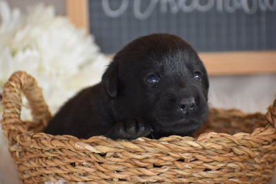 Les chiots de Labrador Retriever
