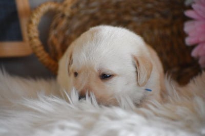 Les chiots de Labrador Retriever