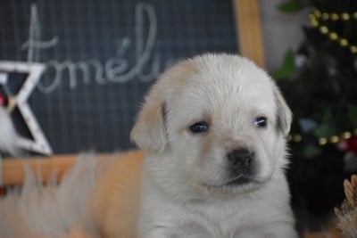 Les chiots de Labrador Retriever