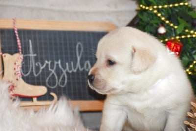 Les chiots de Labrador Retriever