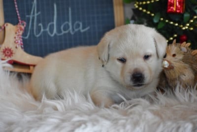 Les chiots de Labrador Retriever