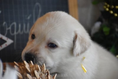 Les chiots de Labrador Retriever