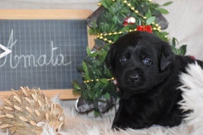 Les chiots de Labrador Retriever