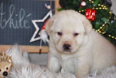 Les chiots de Labrador Retriever