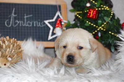 Les chiots de Labrador Retriever