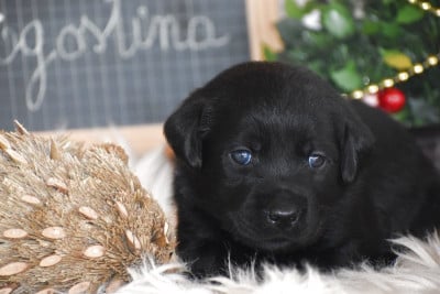Les chiots de Labrador Retriever