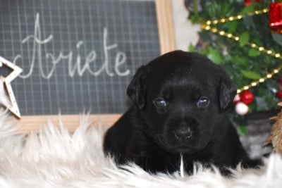 Les chiots de Labrador Retriever