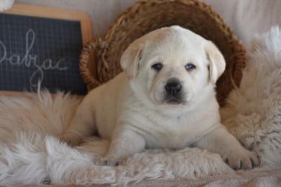 Les chiots de Labrador Retriever