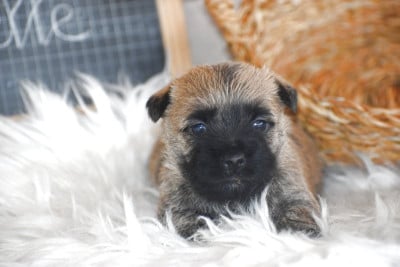 Les chiots de Cairn Terrier