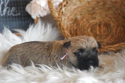 Les chiots de Cairn Terrier