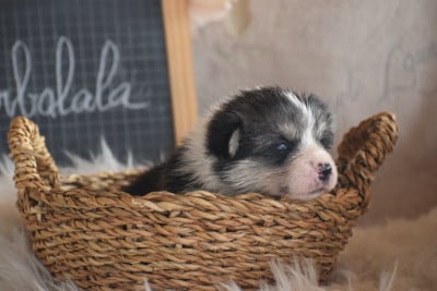 Les chiots de Welsh Corgi Pembroke