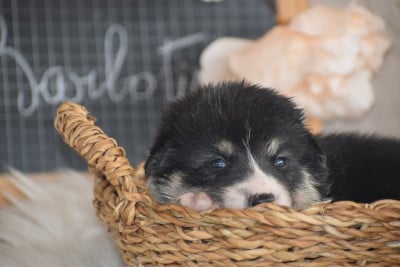 Les chiots de Welsh Corgi Pembroke