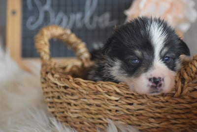 Les chiots de Welsh Corgi Pembroke