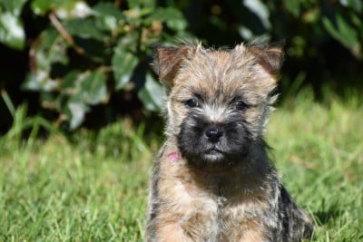 Les chiots de Cairn Terrier