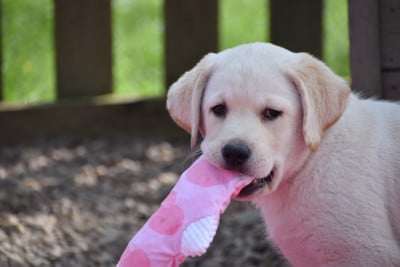 Les chiots de Labrador Retriever