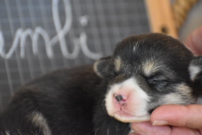 Les chiots de Welsh Corgi Pembroke