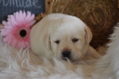 Les chiots de Labrador Retriever