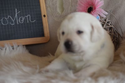 Les chiots de Labrador Retriever
