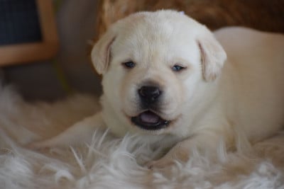 Les chiots de Labrador Retriever