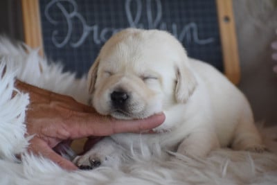 Les chiots de Labrador Retriever
