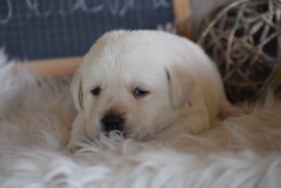 Les chiots de Labrador Retriever