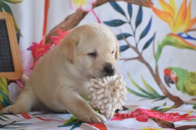 Les chiots de Labrador Retriever