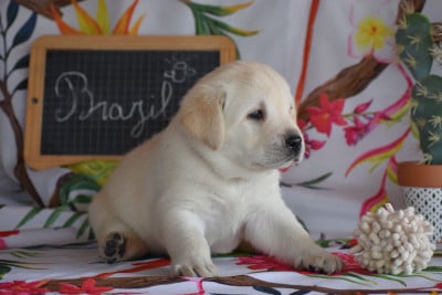 Les chiots de Labrador Retriever