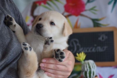 Les chiots de Labrador Retriever