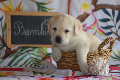 Les chiots de Labrador Retriever