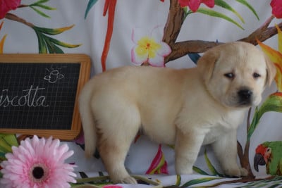 Les chiots de Labrador Retriever