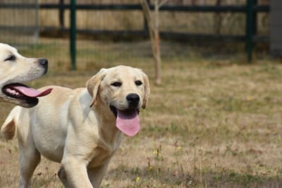 Les chiots de Labrador Retriever