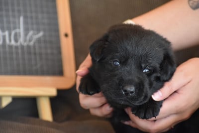 Les chiots de Labrador Retriever