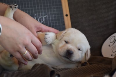 Les chiots de Labrador Retriever