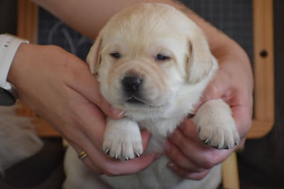 Les chiots de Labrador Retriever