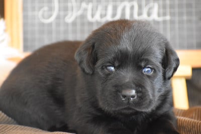 Les chiots de Labrador Retriever