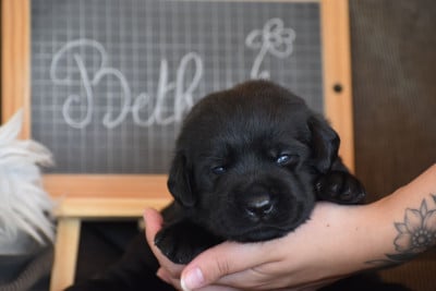 Les chiots de Labrador Retriever